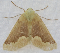 Sabulodes spoliata