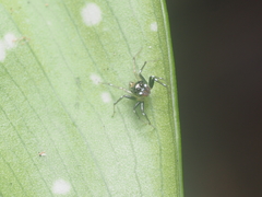 Phintella bifurcilinea