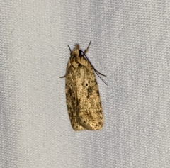 Agonopterix canadensis