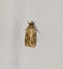 Agonopterix canadensis