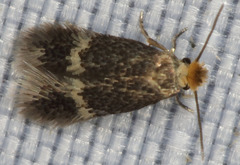Stigmella variella