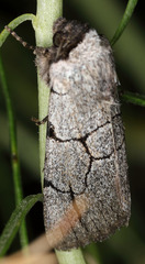 Sympistis ragani