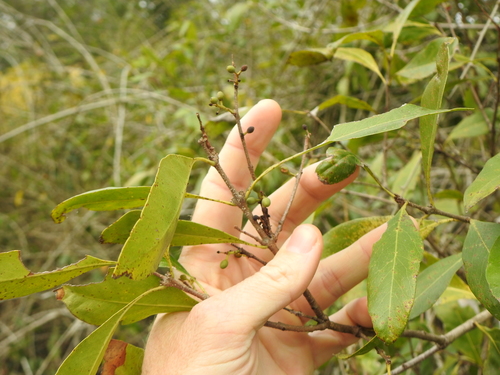 Image of Notelaea punctata by (c) Greg Tasney, some rights reserved (CC BY-SA)