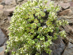 Draba novolympica