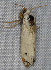 Tegeticula