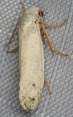 Tegeticula