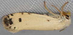 Tegeticula maculata