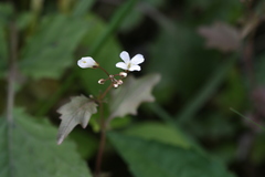 Cardamine engleriana