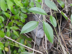 Cryptocarya triplinervis triplinervis