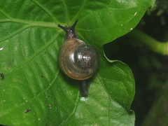 Helicarionidae