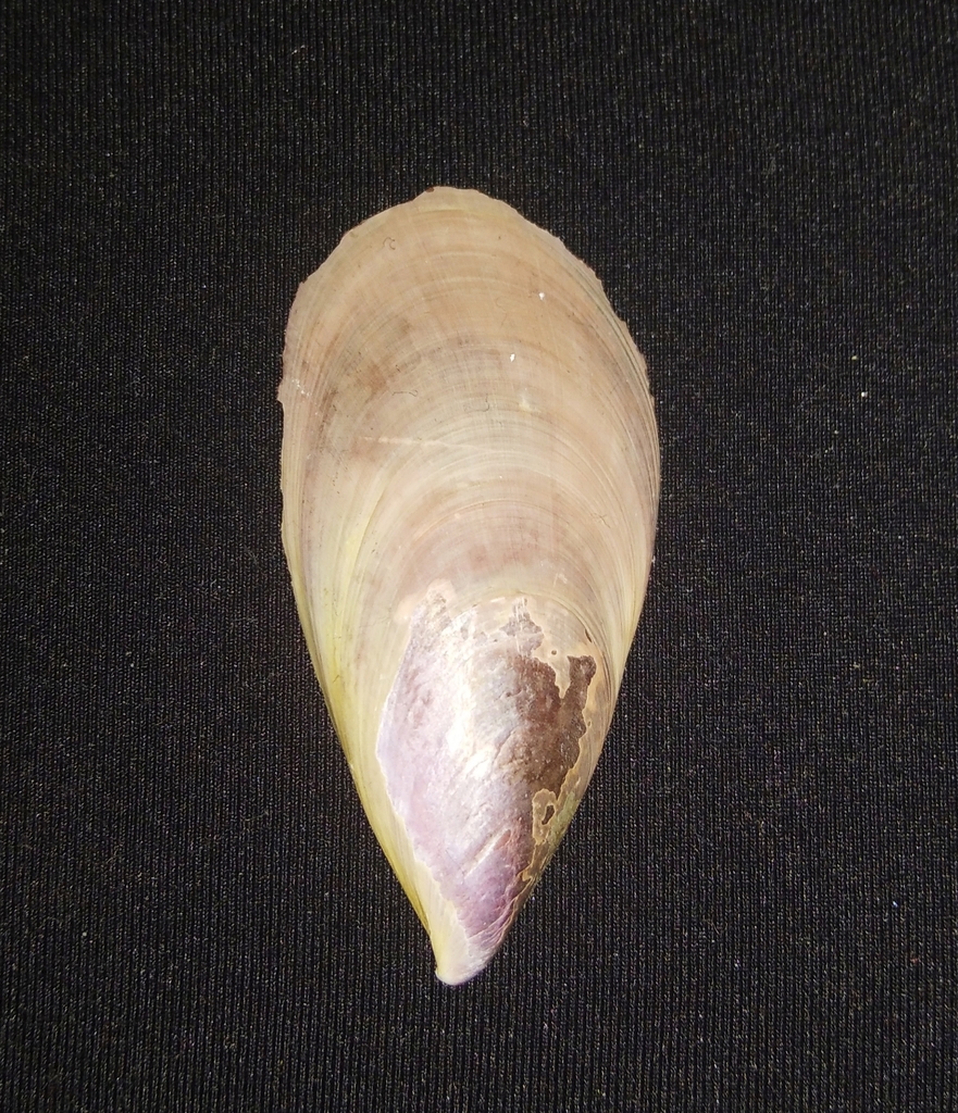 Pallid Spotted Mussel