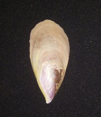 Pallid Spotted Mussel