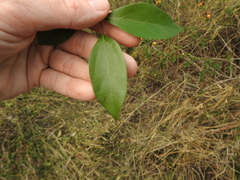 Cryptocarya triplinervis triplinervis