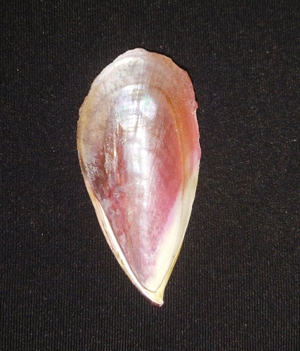 Pallid Spotted Mussel