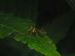 Echthromorpha