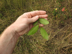 Cryptocarya triplinervis triplinervis