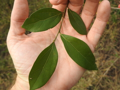 Cryptocarya triplinervis triplinervis