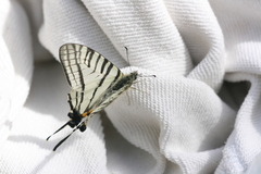 Graphium tamerlanus