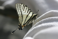 Graphium tamerlanus