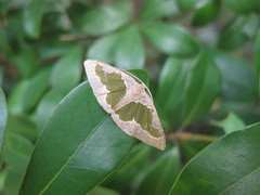 Celenna festivaria