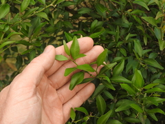 Citrus australis