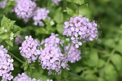 Cardamine macrophylla