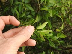 Citrus australis