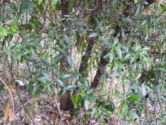 Citrus australis