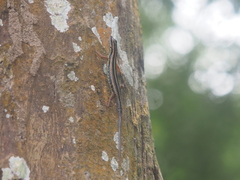 Sphenomorphus sanctus