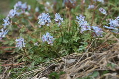 Corydalis acuminata