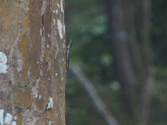 Sphenomorphus sanctus