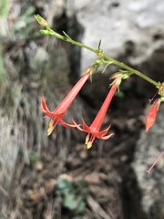 Ipomopsis aggregata formosissima