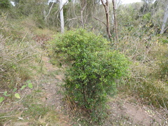 Citrus australis
