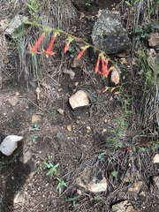 Ipomopsis aggregata formosissima