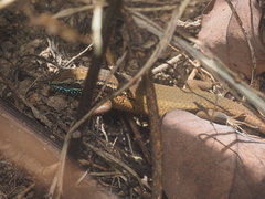 Eutropis rugifera