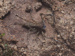 Spartaeus spinimanus