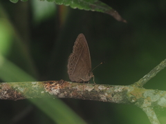 Mycalesis janardana