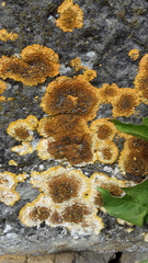 Variospora aurantia