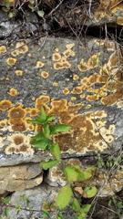 Variospora aurantia