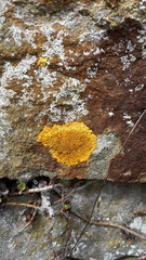 Variospora aurantia