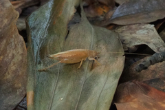 Aphonoides