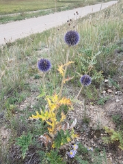 Echinops latifolius