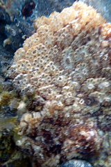 Distaplia