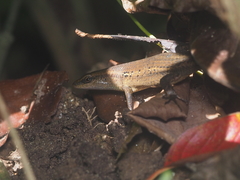 Eutropis rugifera