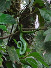 Bothriechis lateralis