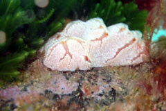 Aplidium opacum