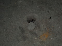 Portacosa cinerea