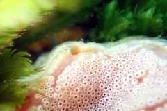 Aplidium opacum