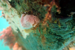 Aplidium opacum