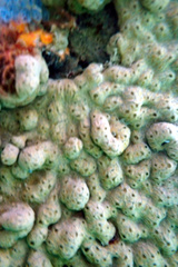 Didemnum psammatodes